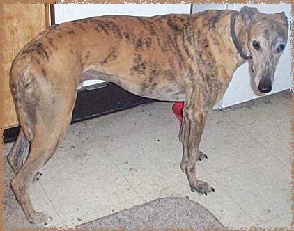 Greyhound