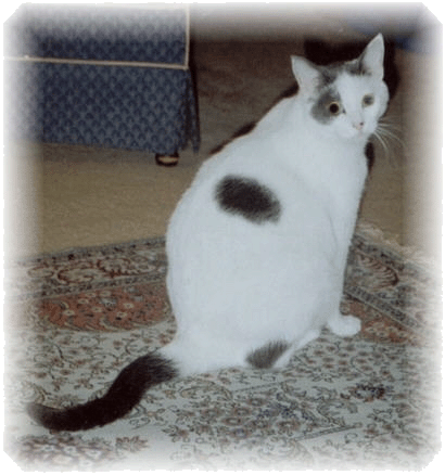 Domestic Cat