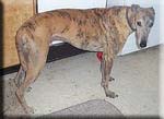 Greyhound