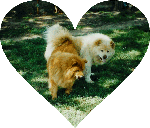 Chow Chows